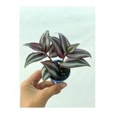 Bordo Telgraf Çiçeği 5.5 Cm Saksıda, BTS154