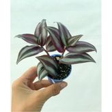 Bordo Telgraf Çiçeği 8.5 Cm Saksıda 10-20 Cm