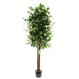 BotaniFicus Siyah Saksıda 150 Cm Yoğun Yapraklı Benjamin Ağacı