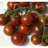 Brownberry Mini Cherry Domates Tohum