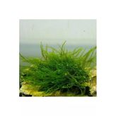 Bubble Moss Cup Canlı Bitki