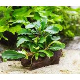 Bucephalandra Green Way Saksı Canlı Bitki