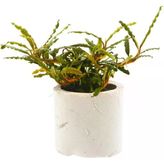 Bucephalandra Micro Belindae Saksı Canlı Bitki