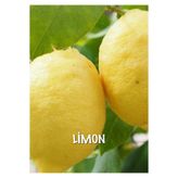 BÜYÜK LİMON FİDANI