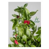 Buz Çiçeği 1 Adet Saksılı 10-20cm Delosperma
