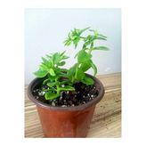 Buz Çiçeği Fidanı Sukulent 10-20 Cm