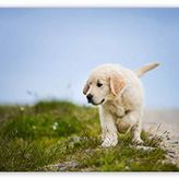 Cakatablo Ahşap Tablo Sevimli Labrador Retriever Yavrusu