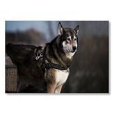 Cakatablo Asil Kurt Köpeği Mdf Ahşap Tablo