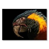 Cakatablo Siyah Arkaplan Turuncu Siyah Macaw Mdf Ahşap Tablo