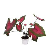 Caladium 'Postman Joyner' (Kaladyum Çiçeği)