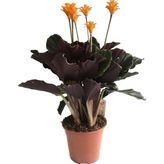 Calathea Crocata (Dua Çiçeği)