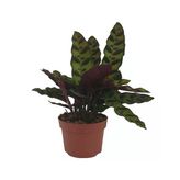 Calathea Lancifolia Dua Çiçeği 9 Cm Plastik Saksıda 10-20 Cm