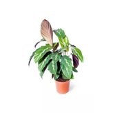Calathea Louisae Dua Çiçeği Ofis Salon Iç Mekan Bitkisi 10-20 Cm