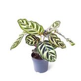 Calathea Makoyana | Dua Çiçeği