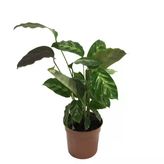 Calathea Misto (Dua Çiçeği)