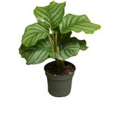 Calathea Orbifolia (12 Cm Saksıda)