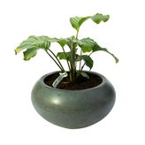 Calathea Orbifolia | Dua Çiçeği