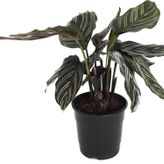 Calathea Ornata 'sanderiana' (Dua Çiçeği)