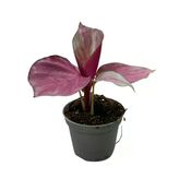 Calathea 'Silver Plate' (Dua Çiçeği)