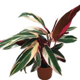 Calathea Triostar (Dua Çiçeği)