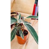 CALATHEA TRİOSTAR İTHAL