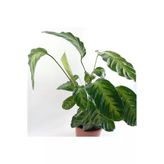 Calathea Warscewiczii Dua Çiçeği Fidanı 10-30 cm