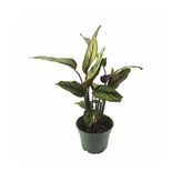 Calathea White Star - Beyaz Çizgili Kalatya - 12 Cm Plastik Saksıda