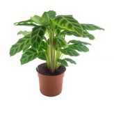 Calathea Zebrina (12 Cm Saksıda)