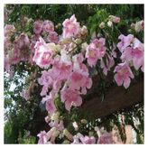 Campsis Radicans Acem Borusu Pembe 20-40 Cm