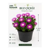 CANBOTANİK Rozet BUZ ÇİÇEĞİ