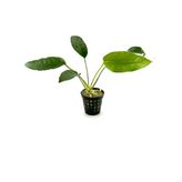 Canlı Bitki L020 Anubias Barteri Short And Sharp