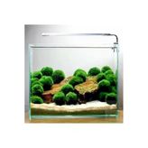 Canlı Marimo Moss Ball Yosun Topu - 2-3Cm