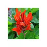 Canna Kana Çiçeği Tesbih Çiçeği 10-20 Cm
