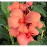 Canna - Tesbih Çiçeği - Mango 1 Tohum