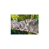 Castorland Koala Ailesi 120 Parça Puzzle