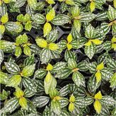 Çelik Ticaret Pilea Cadierei Nana Saksı Canlı Bitki