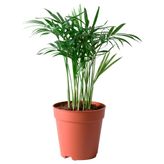 CHAMAEDOREA ELEGANS canlı bitki, yeşil yeşil 9 cm