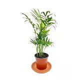 Chamaedorea Elegans Dağ Palmiyesi, BTSR421