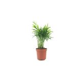 Chamaedorea Elegans
