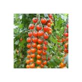 Cherry Domates Tohumu 20 Adet Tohum