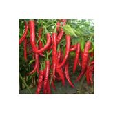 Chili Biberi Tohumu