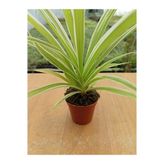 Chlorophtyum Comosun Variegata Kurdele Çiçeği Dışı Beyaz Içi Yeşil