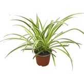Chlorophytum Comosum 'ocean' (Kurdele Çiçeği)