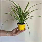 Chlorophytum Comosum Variegatum Kurdele Çiçeği Fidanı 10-20 Cm