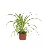 Chlorophytum - Kurdele Çiçeği 12 Cm Saksıda