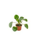 Çin Para Ağacı Bitkisi Ithal- Pilea Peperomioides 10-20 Cm