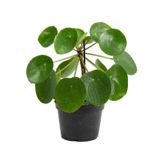 Çin Para Ağacı Pilea Peperomioides 10-20 Cm