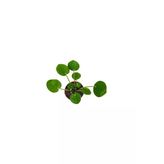 Çin Para Çiçeği Çin Para Bitkisi Pilea Peperoms 10-20 Cm