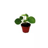 Çin Şans Pilea Para Çiçeği 10-20 cm