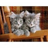 Clementoni Kittens 500 Parça Puzzle